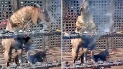 शेळीचा smoke करतानाचा Video Viral; लोक म्हणतायत, आधीच्या जन्मी नक्की व्यसनी व्यक्ती असावी!