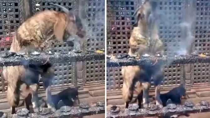 शेळीचा smoke करतानाचा Video Viral; लोक म्हणतायत, आधीच्या जन्मी नक्की व्यसनी व्यक्ती असावी!