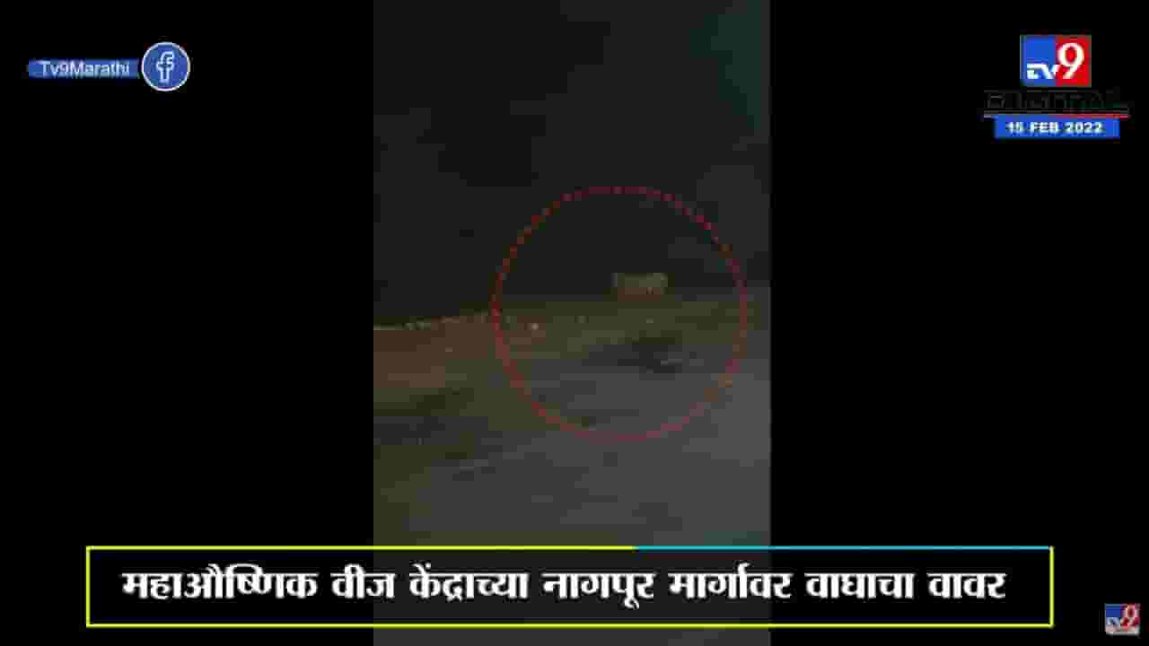 Chandrapur | चंद्रपुरात पहाटेच्या सुमारास वाघोबाचे दर्शन, Video Viral