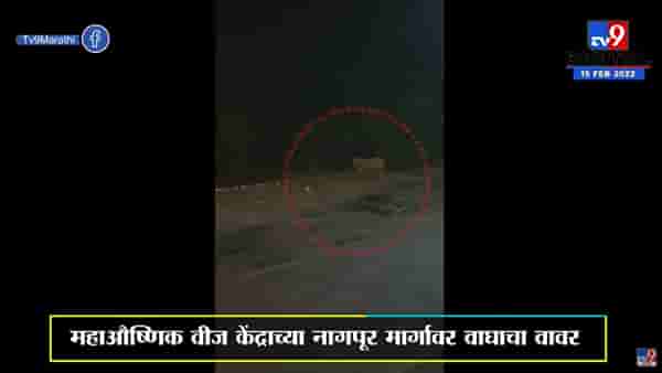 Chandrapur | चंद्रपुरात पहाटेच्या सुमारास वाघोबाचे दर्शन, Video Viral