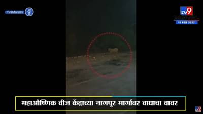 Chandrapur | चंद्रपुरात पहाटेच्या सुमारास वाघोबाचे दर्शन, Video Viral