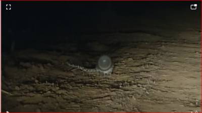 डोक्यात ड्रम अडकलेल्या बिबट्याची अखेर दोन दिवसांनंतर सुटका, संजय गांधी नॅशनल पार्कमध्ये उपचार