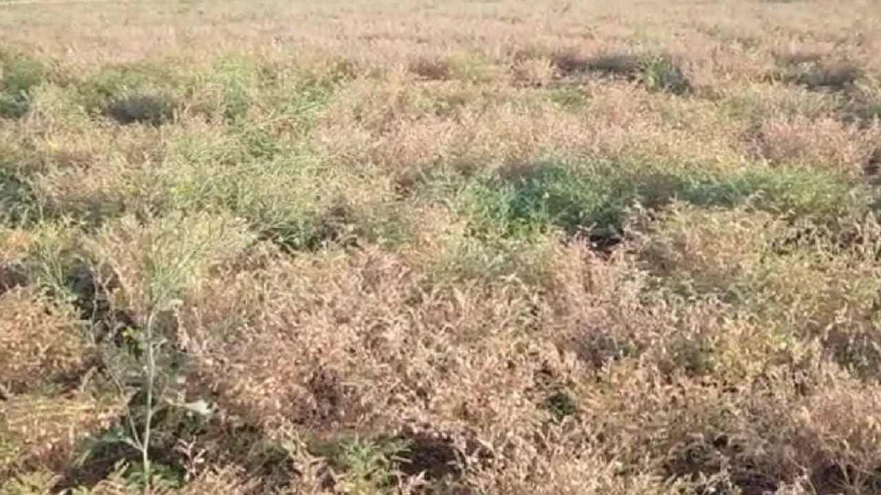 कृषी पंपासाठी चार तासच वीज पुरवठा, खरिपात निसर्गाचा लहरीपणा अन् रब्बीत महावितरणचा मनमानी कारभार कृषी पंपासाठी चार तासच वीज पुरवठा, खरिपात निसर्गाचा लहरीपणा अन् रब्बीत महावितरणचा मनमानी कारभार