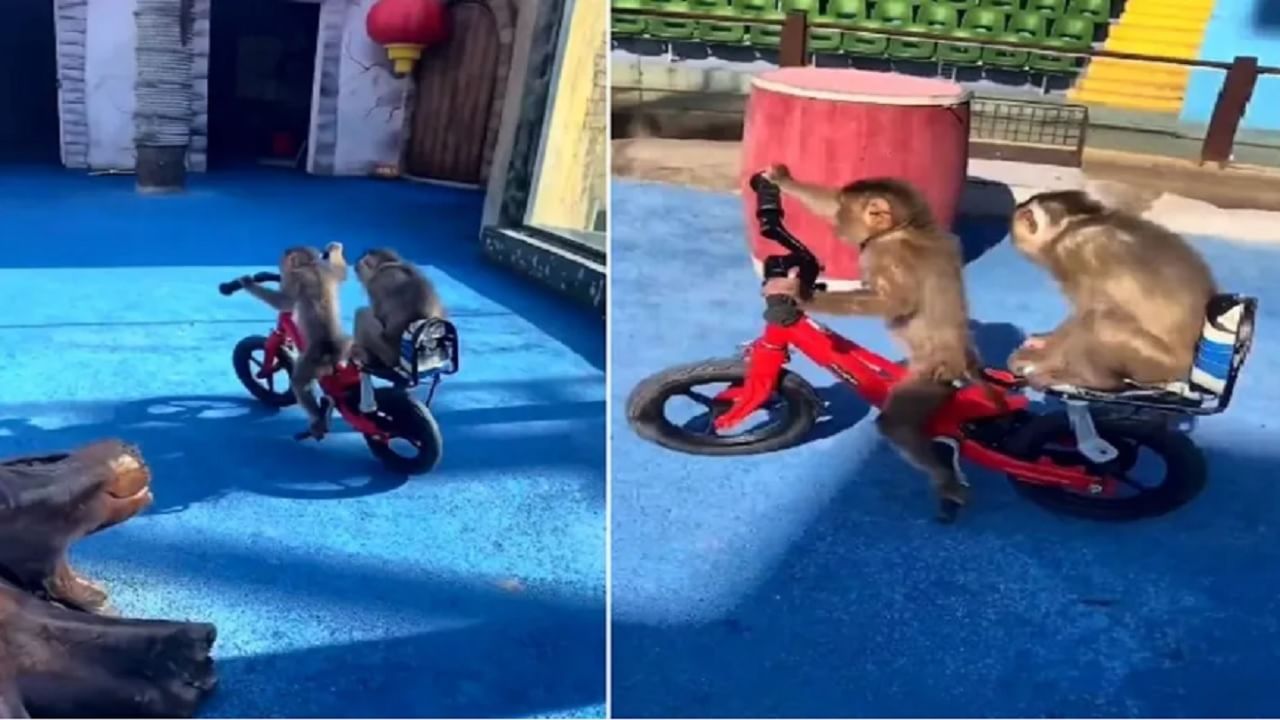 Video : जिंदगी एक सफ़र है सुहाना...! तुम्ही कधी माकडाला सायकल चालवताना पाहिले आहे का? पाहा व्हायरल व्हिडिओ...