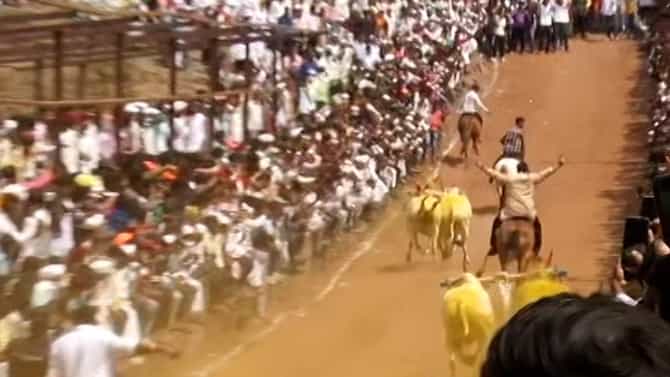 watch Video | ... आणि कोल्हेंनी शब्द पाळला, घोडीवर मांड टाकली, बैलगाडी शर्यतीत रुबाबदार एन्ट्री