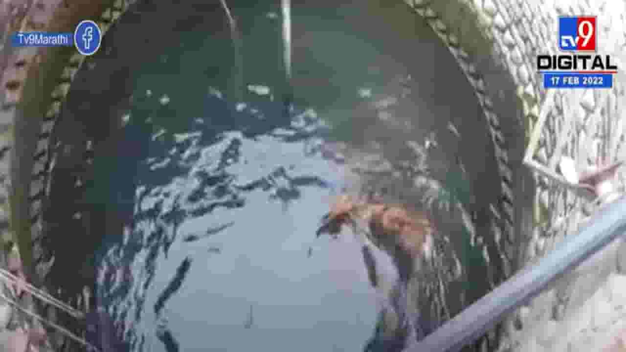 विहिरीत पडलेल्या नीलगायच्या पिल्लाला जीवनदान