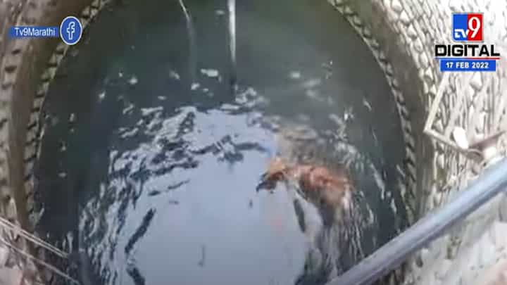 विहिरीत पडलेल्या नीलगायच्या पिल्लाला जीवनदान विहिरीत पडलेल्या नीलगायच्या पिल्लाला जीवनदान