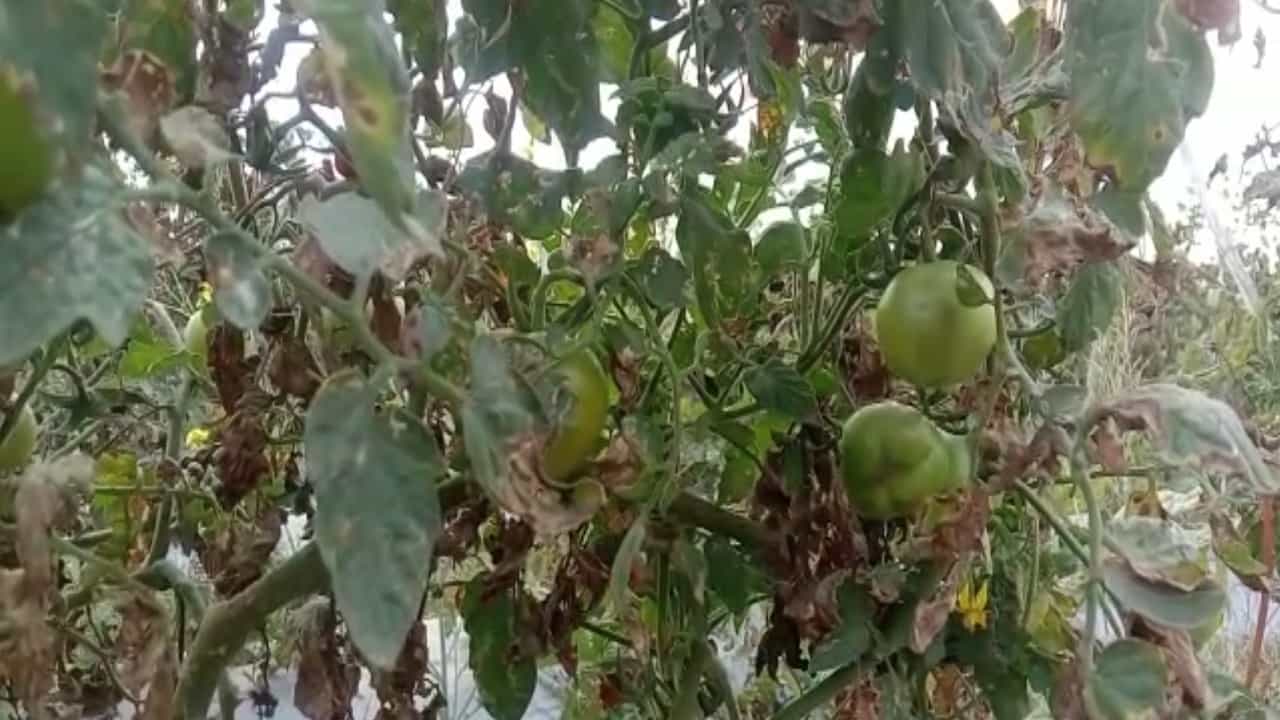 कोरोनाच्या (corona) काळात दोन वर्षात अनेक तरूणांच्या नोकऱ्या गेल्याचे आपण पाहिले आहे. तसेच अजूनही अनेकांना नोकऱ्या लागलेल्या नाहीत. काही तरूणांनी आपल्या शेतीला जोडधंदा सुरू केला आहे. तसेच अनेकांनी पुर्णवेळ शेती करण्याचं धाडस देखील केलं आहे. अशाचं एका नव्या शेतक-याने 4 हेक्टर शेतातून लाखोंचं उत्पादन काढल्यानं त्याचं अमरावती जिल्ह्यात कौतुक केलं जातं आहे.