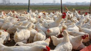 शहापुरात बर्ड फ्ल्यूचे थैमान, 300 कोंबड्यांचा तडफडून मृत्यू; चिकन खवय्ये घाबरले