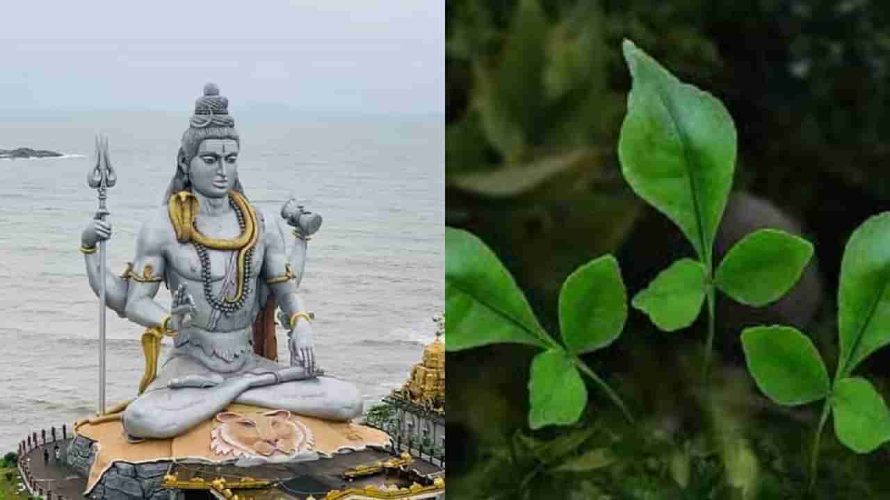 Maha Shivratri 2022 : महादेवाला बेलपत्र अर्पण करताना या गोष्टी ठेवा लक्षात, जाणून घ्या पाने तोडण्याची योग्य पद्धत