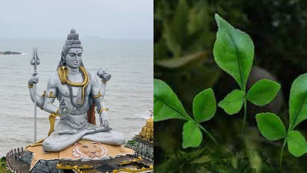 Maha Shivratri 2022 : महादेवाला बेलपत्र अर्पण करताना या गोष्टी ठेवा लक्षात, जाणून घ्या पाने तोडण्याची योग्य पद्धत