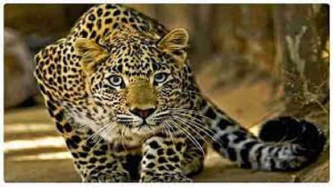 बिबट्याने घेतला 16 वर्षीय मुलाचा घास, चंद्रपूर शहरालगतच्या दुर्गापुरात रात्री नेमकं काय घडलं?