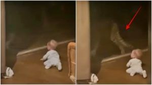 Viral : चुकून काच फुटली असती तर? बाळाचा हा अंगावर काटा आणणारा Panther Video पाहा