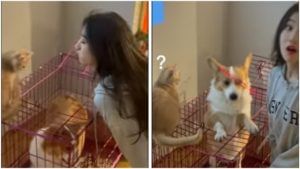 Cat dog video : कुत्रा तुपाशी, मांजर उपाशी! 'असा' लगावला 'मौके पे चौका' की नेटिझन्स म्हणतायत, हा तर Smartdog!