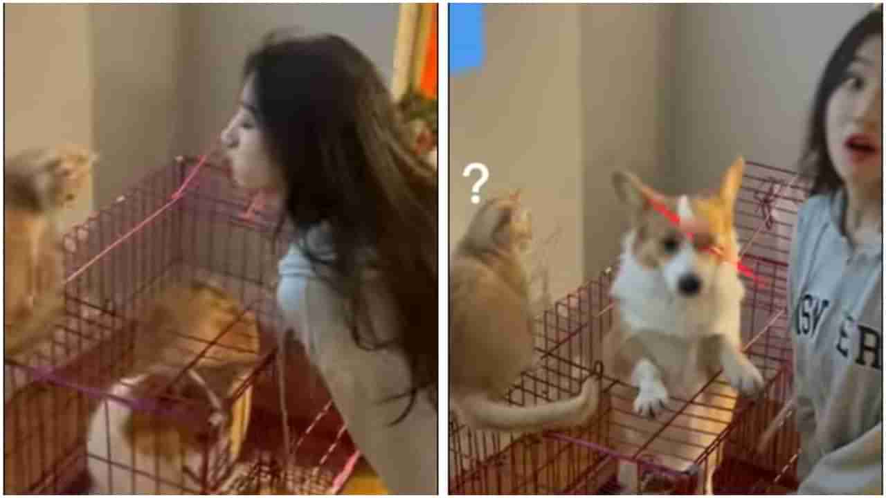 Cat dog video : कुत्रा तुपाशी, मांजर उपाशी! असा लगावला मौके पे चौका की नेटिझन्स म्हणतायत, हा तर Smartdog!