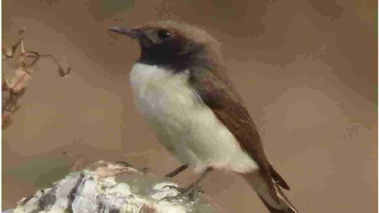 Rare Birds | मराठवाड्यात प्रथमच दिसला दुर्मिळ शबल रणगोजा, राजस्थान, कच्छच्या रुक्ष प्रदेशातला पक्षी!