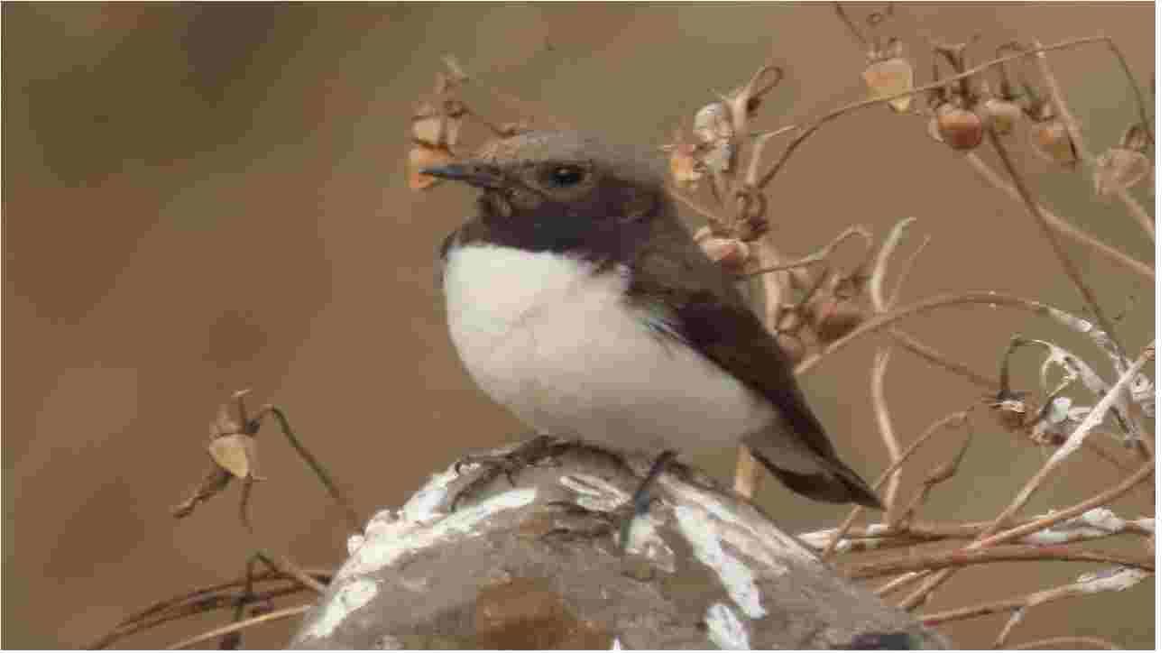 Aurangabad birds