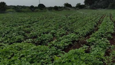 Summer Soybean: महाबीजच्या जनजागृतीने सोयाबीन क्षेत्र वाढले आता शेतकऱ्यांची परीक्षा..!