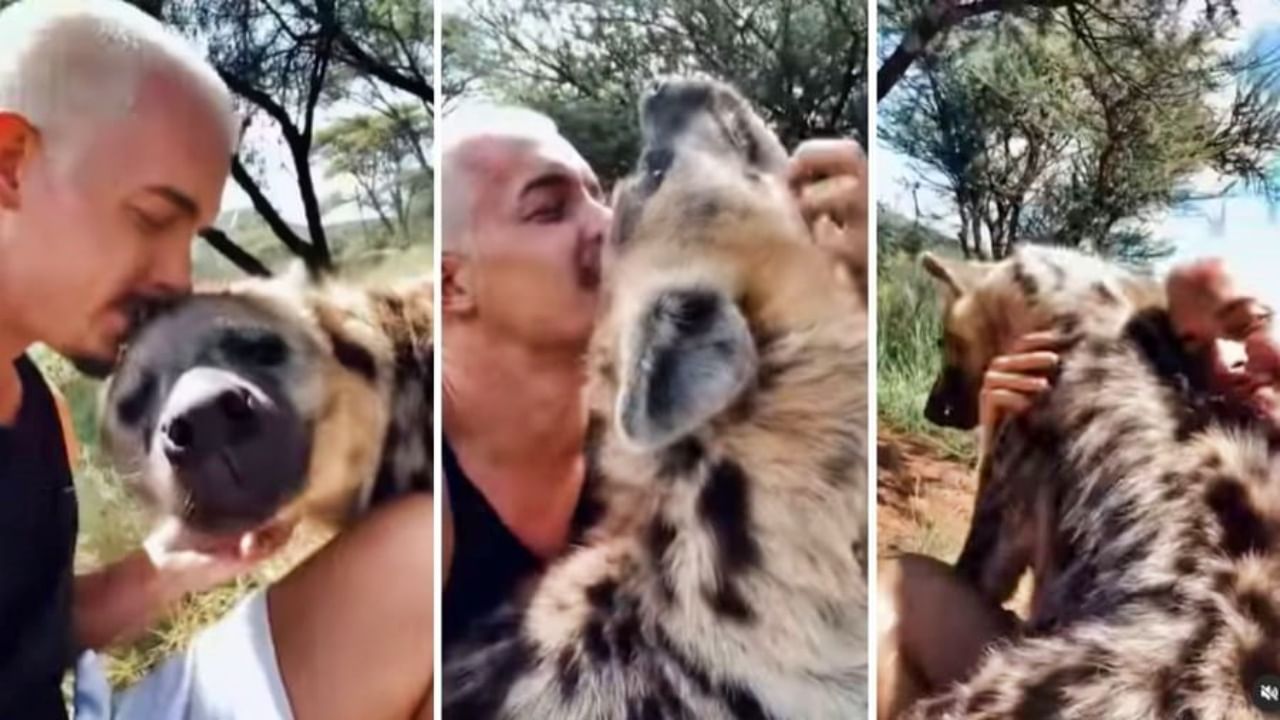 भावा, कशाला वेडेपणा करतोयस? तरसाचं चुंबन घेणाऱ्याला यूझर्स करतायत सावधान! Hyena video viral