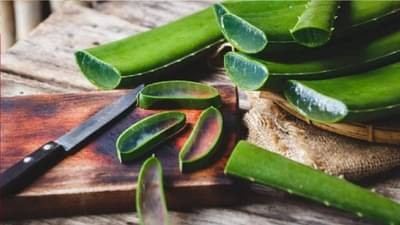 कोरफड केवळ त्वचा, केसांसाठीच फायदेशीर नाही, तर शरीरातील इतर आजारांसाठी होतो तिचा फायदा