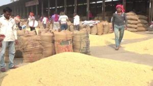 Latur Market : ढगाळ वातावरणाचा धसका, शेतीमालाचे आवक वाढली दराचे काय?