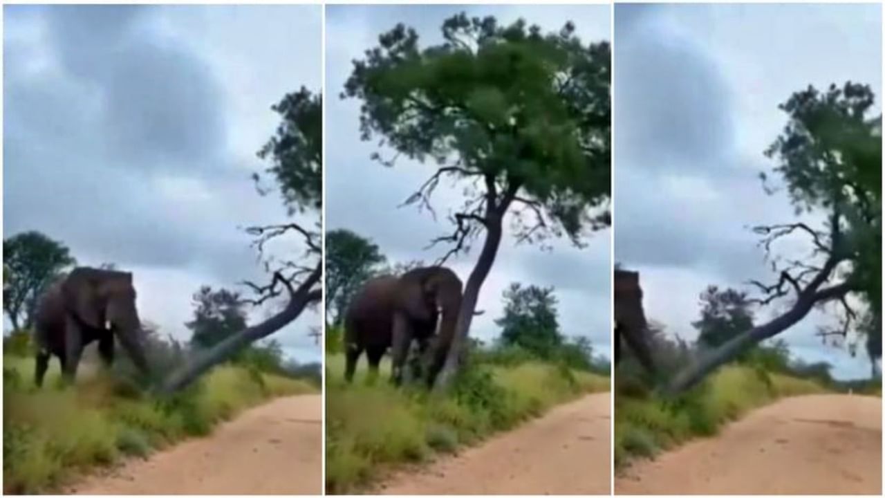 Elephant viral video : 'या' हत्तीला आहे भलतीच 'खाज', झाडावर असा काही केला 'प्रहार' की...