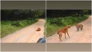 Leopard attack dog : आत्मविश्वास असावा तर असा..! कुत्र्यावर हल्ला करणाऱ्या बिबट्याचीच झाली पळापळ, Video viral