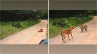 दोन हातांनी Tractor उचलतोय हा मुलगा, खरं नाही वाटत! Viral video पाहा आणि तुम्हीच ठरवा