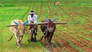 Latur Market : ढगाळ वातावरणाचा धसका, शेतीमालाचे आवक वाढली दराचे काय?