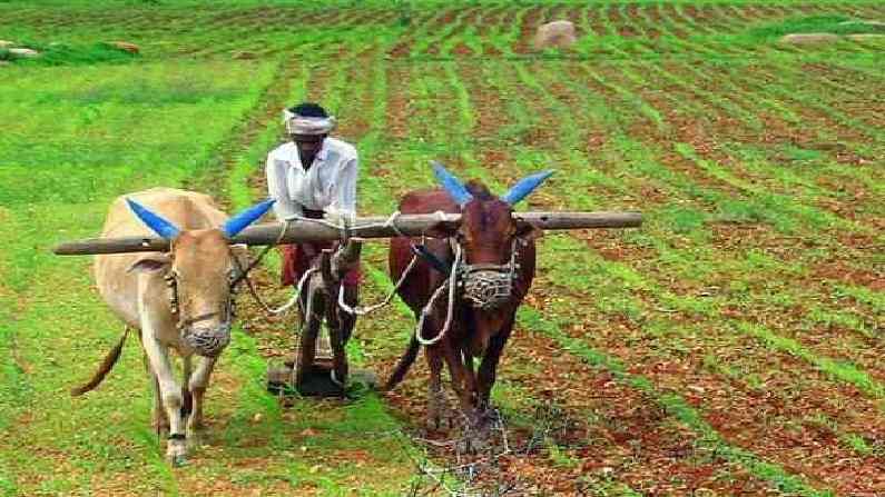 शेती उत्पादनवाढीसाठी 'जीएम' वाणांशिवाय पर्याय नाही, काय आहेत महाराष्ट्रातील शेतकऱ्यांच्या मागण्या?