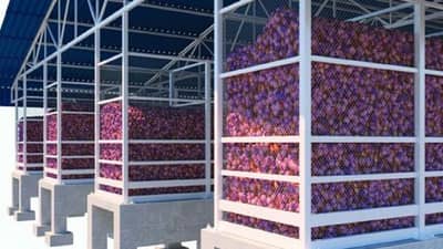 काय सांगता? दोन वर्षात 14 हजार कांदाचाळींचे नियोजन, असा घ्या अनुदानाचा लाभ अन् कांद्याचे संरक्षण करा