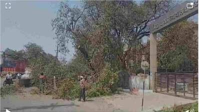 बीड प्रशासनाची अक्कल ठिकाणावर आहे का? झाडावर चढून आंदोलन करतात म्हणून वृक्षांची कत्तलच करत सुटलेत!