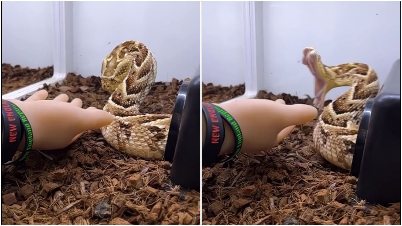 सावधान! सापासोबत असा खेळ जीवावर बेतू शकतो; पाहा, या मुलीसोबत काय घडलं? Snake video viral सावधान! सापासोबत असा खेळ जीवावर बेतू शकतो; पाहा, या मुलीसोबत काय घडलं? Snake video viral