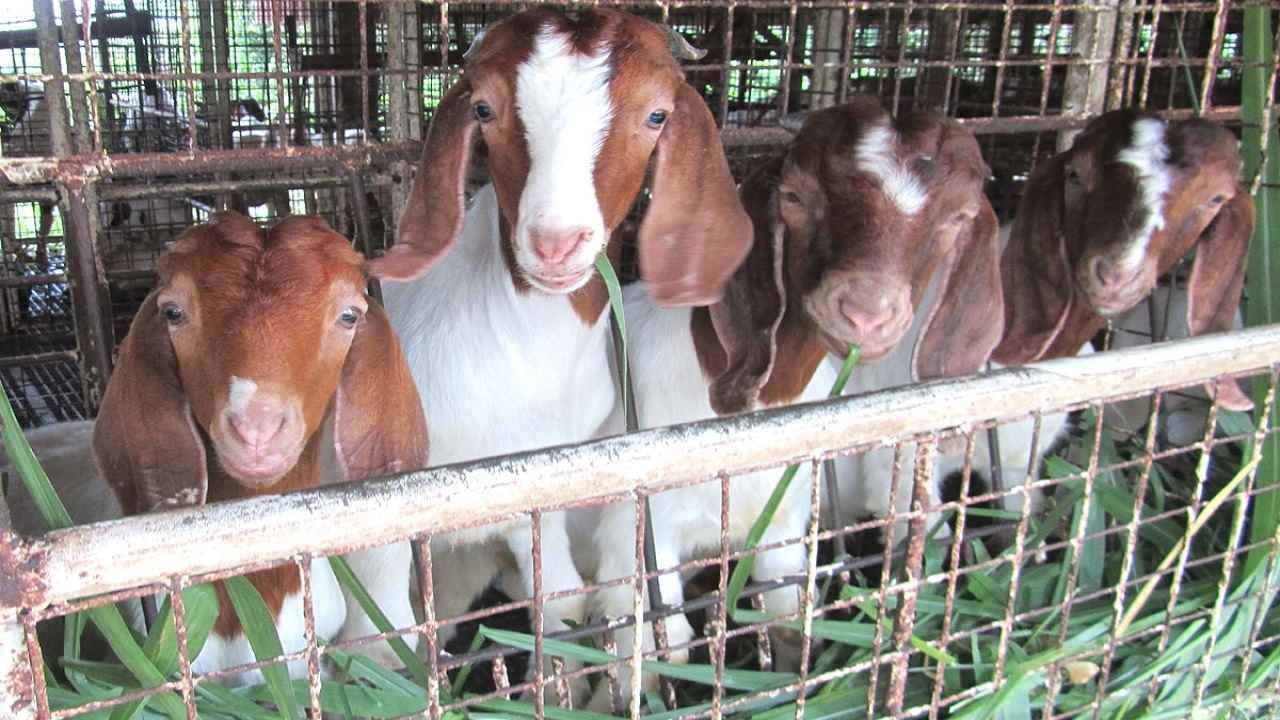 'शेळी क्लस्टर' योजनेचा पहिला मान अमरावतीला, राज्यातील पाच विभागातही राबवली जाणार योजना