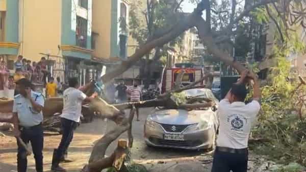 वसईत दोन कार आणि एका मोटारसायकलवर मोठे गुलमोहराचं झाड कोसळलं आहे. यात वाहनाचं प्रचंड मोठं नुकसान झालं आहे. वसई विरार महापालिकेच्या अग्निशमन दलाच्या जवानांनी घटनास्थळी येऊन, पडलेल्या भल्यामोठ्या झाडाला बाजूला काढलंय.