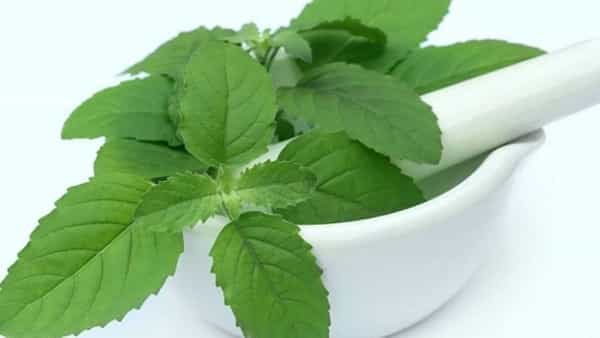 तुळशीची पाने : तुळशीमध्ये अनेक औषधी गुणधर्म असतात, तुळशीला आयुर्वेदामध्ये अनन्यसाधारण महत्त्व आहे. सकाळी ब्रश करण्यापूर्वी तुळशीची चार ते पाच पाने चावावीत, त्यानंतर पाणी प्यावे. असे नियमित केल्यास तुमच्या दाताशी संबंधित समस्या दूर होतील. पायरिया, हिरड्यावर सूज येणे, तोंडातून दुर्गंध येणे अशा विविध समस्यांमधून तुम्हाला सुटका मिळू शकते.