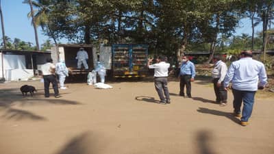 शहापूरनंतर वसईत बर्ड फ्ल्यूने चिंतेचे वातावरण, 2 हजार कोंबड्या नष्ट; चिकन खवय्ये घाबरले