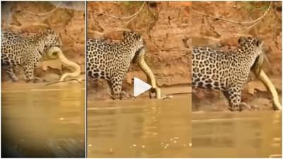 Viral : ...अन् बिबट्यानं भल्या मोठ्या अजगराची केली शिकार, पाहा थरारक Video