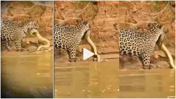 Viral : ...अन् बिबट्यानं भल्या मोठ्या अजगराची केली शिकार, पाहा थरारक Video