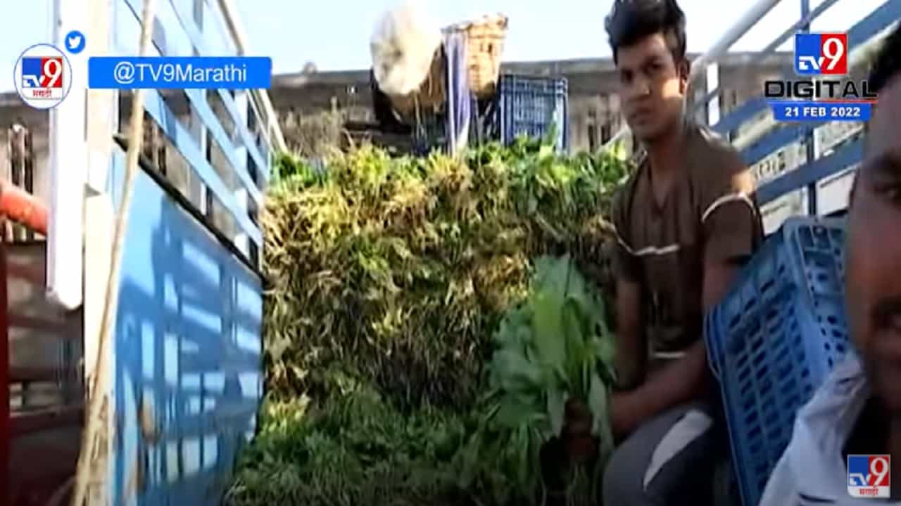 Nagpur | पालकउत्पादक शेतकरी संकटात, पालकभाजी 2 ते 3 रु किलो