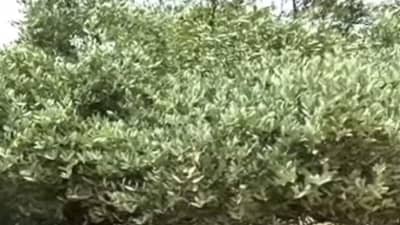 परदेशी तेलबिया जोजोबाची लागवड करा अन् भरघोस उत्पादन मिळवा, जाणून घ्या सर्वकाही