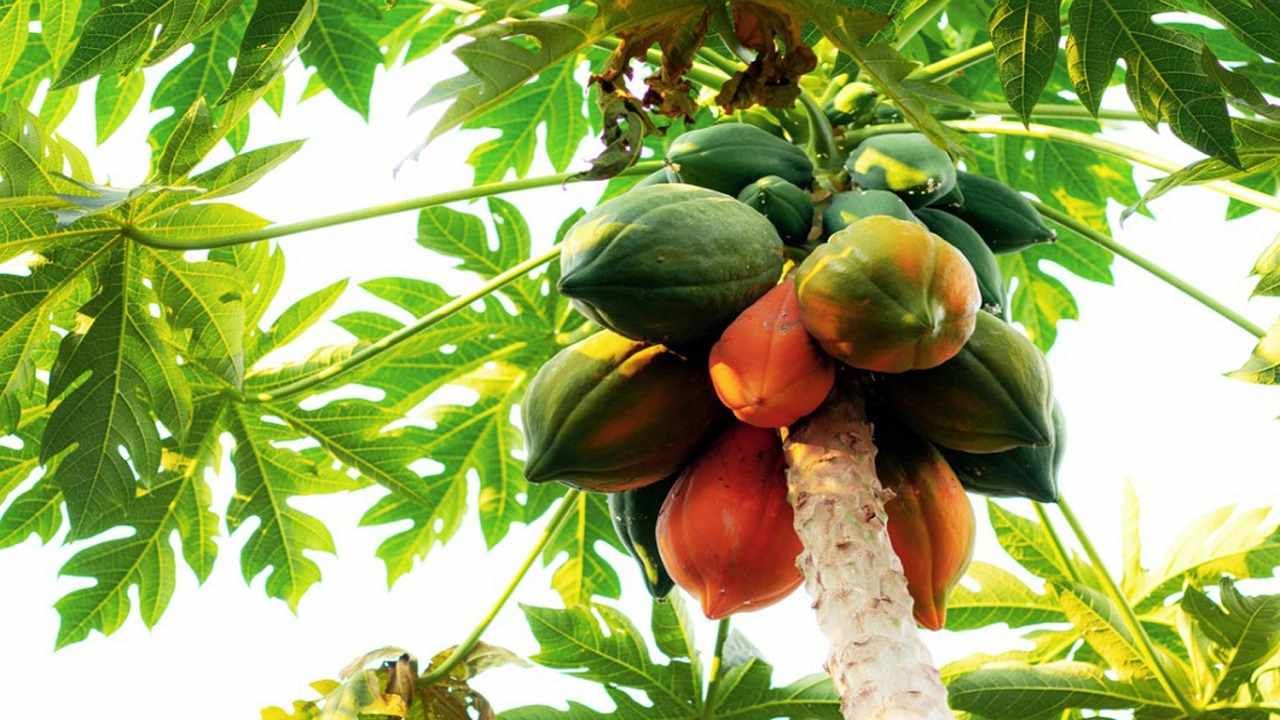 Papaya : पपई लागवडीस पोषक वातावरण, कृषितज्ञांच्या 10 टीप्स वापरा अन् भरघोस उत्पादन मिळवा