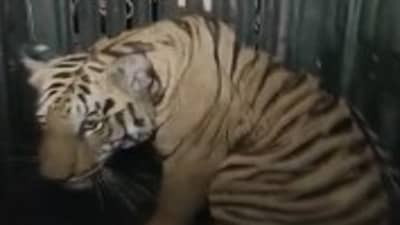 चंद्रपूर औष्णिक वीज केंद्रातील वाघ अखेर जेरबंद, वनविभागाने का घेतला हा निर्णय?