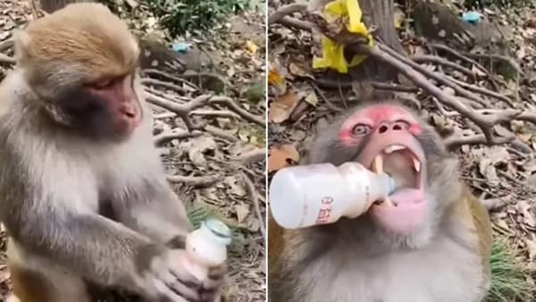 VIDEO : थकलेलं माकड बाटलीचं झाकण काढतं, एनर्जी ड्रिंकही पितं.. व्हिडिओ पाहिलाय का?