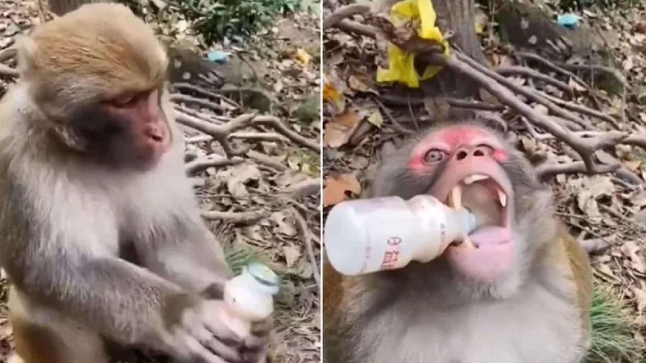 VIDEO : थकलेलं माकड बाटलीचं झाकण काढतं, एनर्जी ड्रिंकही पितं.. व्हिडिओ पाहिलाय का?