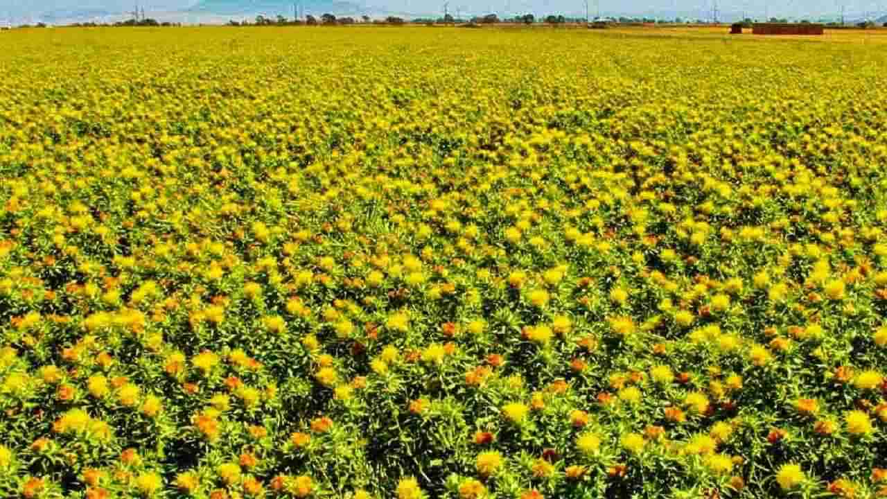 उन्हाळी हंगामात तेलबियांवर भर, दुर्लक्षित करडईचा कशामुळे वाढला पेरा? कारण साधे पण परिणाम मोठा