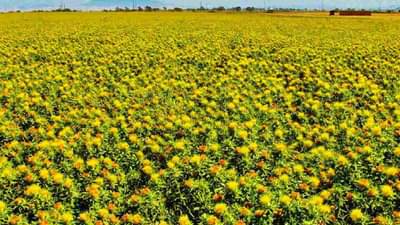 उन्हाळी हंगामात तेलबियांवर भर, दुर्लक्षित करडईचा कशामुळे वाढला पेरा? कारण साधे पण परिणाम मोठा