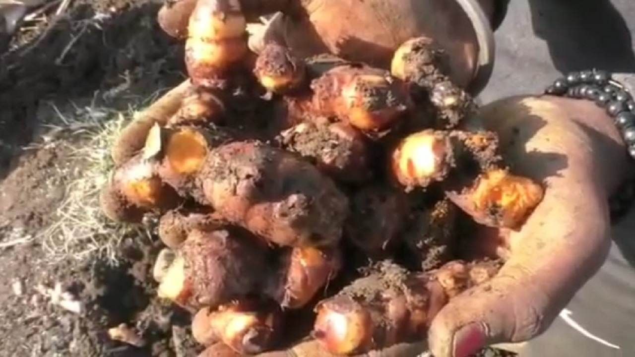 Turmeric Crop : हळद पीक एक अन् समस्या अनेक, यंदा उत्पादन निम्म्यावरच, काय आहेत कारणे ?