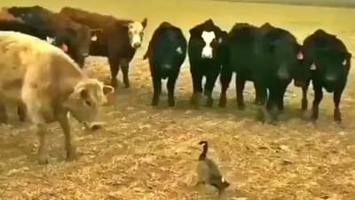 Anand Mahindra tweet : बैलांच्या कळपावर हा एकटा बदक भारी! पाहा, Ultra high josh..!