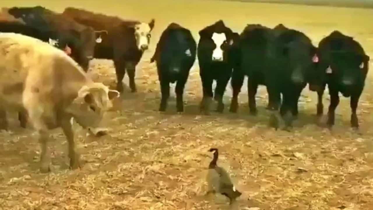 Anand Mahindra tweet : बैलांच्या कळपावर हा एकटा बदक भारी! पाहा, Ultra high josh..!